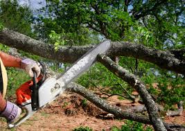 Best Tree Trimming and Pruning  in Parkwood, CA