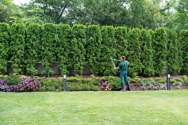 Lawn Maintenance Plans in Parkwood, CA