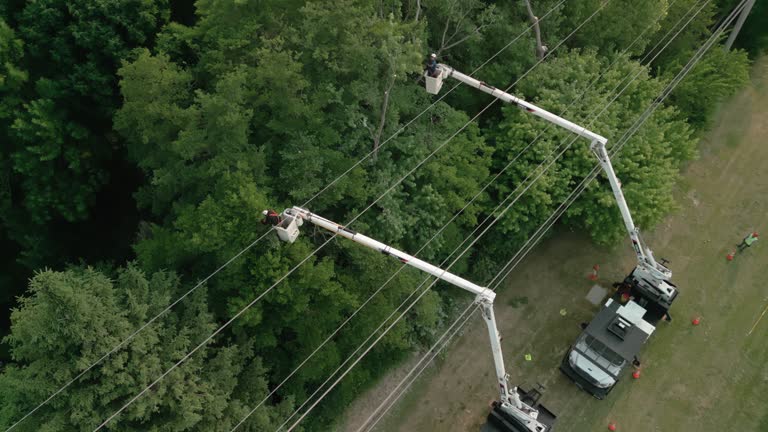 Best Tree Removal  in Parkwood, CA