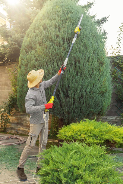 Best Sod Installation  in Parkwood, CA