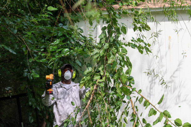How Our Tree Care Process Works  in  Parkwood, CA