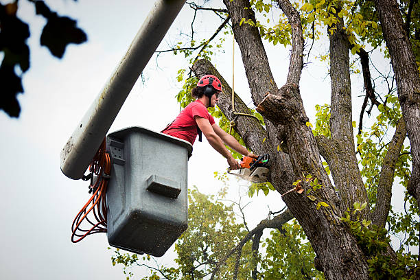  Parkwood, CA Tree Removal Pros